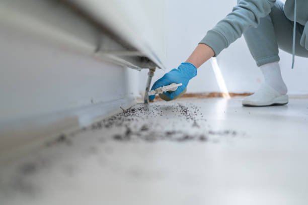 Best Affordable Pest Control Services  in Cedar City, UT